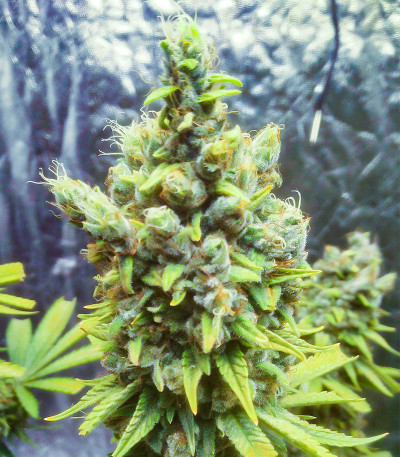 Семена сорта Blackberry Moonrocks fem (AlphaFem Seeds)