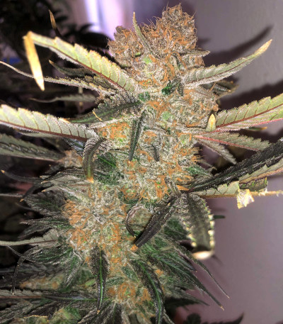 Семена сорта Golosa Early Version fem (Delicious Seeds)