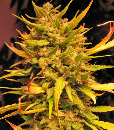 Семена сорта Psicodelicia fem (Sweet Seeds)