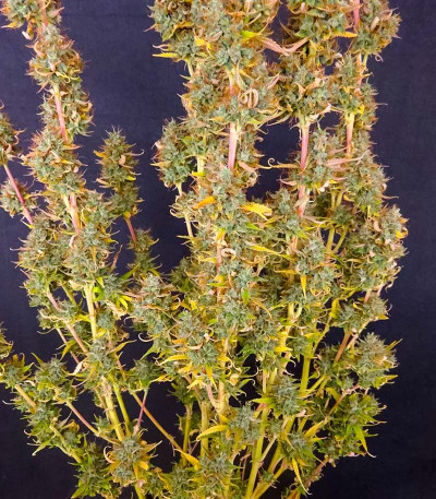 Семена сорта GMO Auto fem (Barney's Farm)