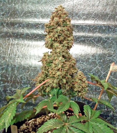 Семена сорта Bubba Kush reg (Humboldt Seeds)