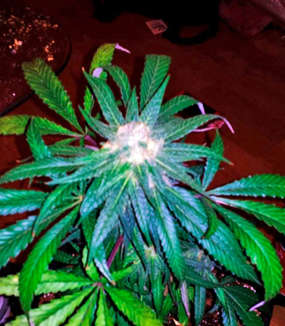 Семена сорта Caboose fem (Strain Hunters)