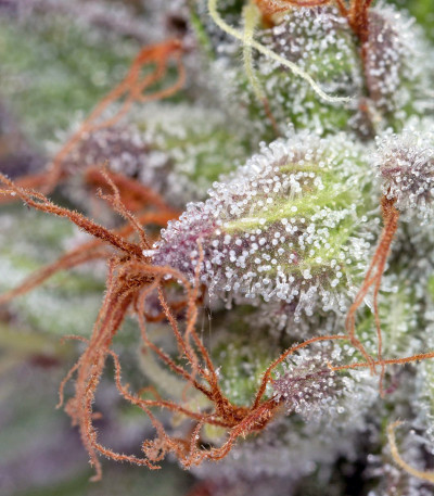 Семена сорта Ewe-2 fem