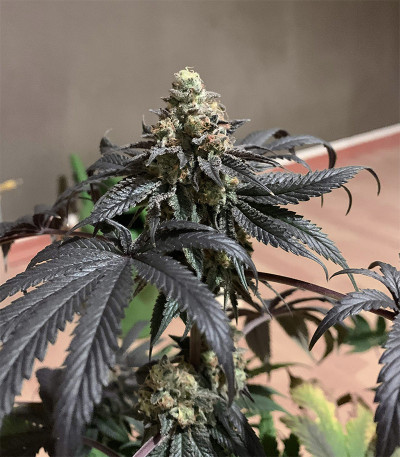 Семена сорта Royal Cookies fem (Royal Queen Seeds)