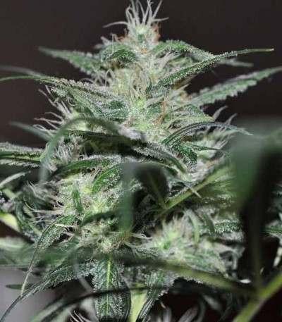 Семена сорта Super Lemon Haze fem (Green House Seeds)