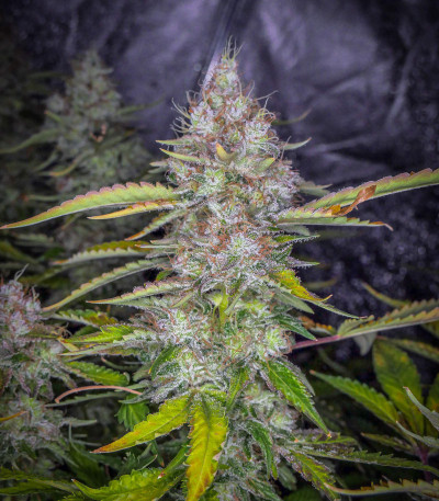 Семена сорта Tutankhamon fem (Pyramid Seeds)