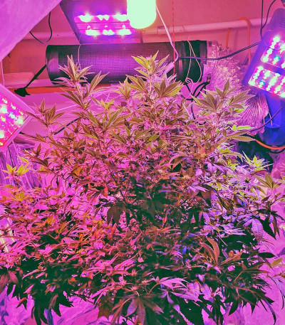 Семена сорта White Widow fem (Dinafem Seeds)