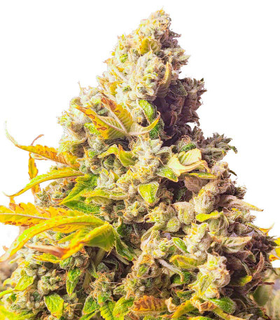 Семена сорта Jungle Breath fem (7CH American)