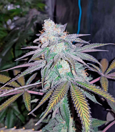 Семена сорта Chocolate Mint OG fem