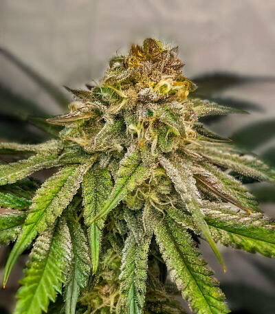 Семена сорта Jam fem (UKHTA)