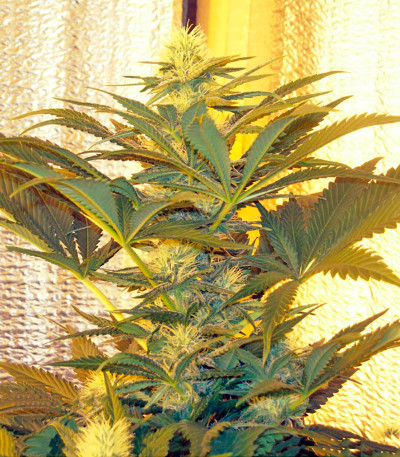Семена сорта Medusa fem (Nirvana Seeds)