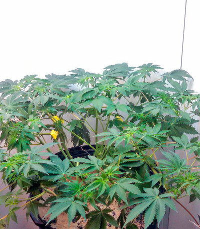 Семена сорта Misty Kush reg