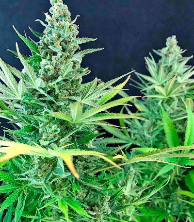 Семена сорта White Russian reg (Serious Seeds)