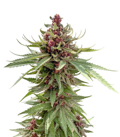 Семена сорта Girl Scout Cookies Auto fem (Nirvana Seeds)