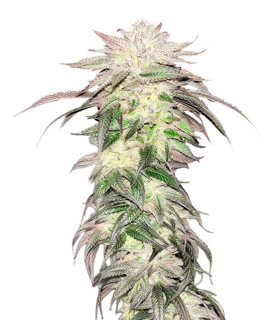 Семена сорта Pulp Friction fem (Green House Seeds)
