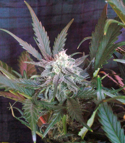 Семена сорта Sweet Skunk Auto fem (Sweet Seeds)