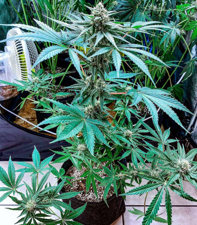 Семена сорта Eleven Roses fem (Delicious Seeds)