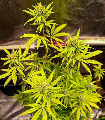 Семена сорта Roze Runtz fem (AlphaFem Seeds)