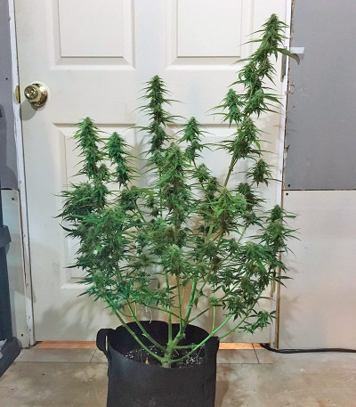 Семена сорта Botafumeiros fem (Sweet Seeds)