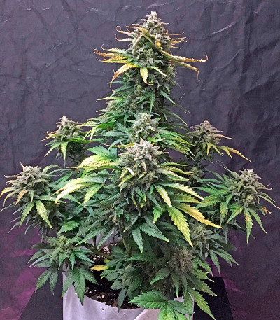 Семена сорта Haze XXL Autoflowering fem