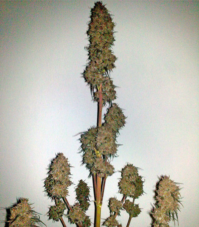 Семена сорта Ketama fem (World of Seeds)