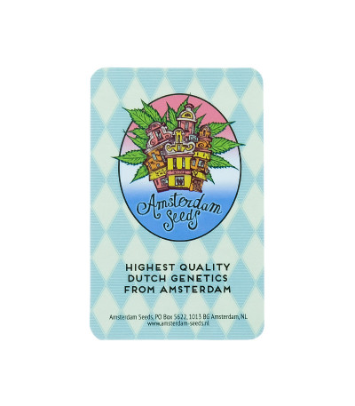 Семена конопли сорта Snow Star Auto