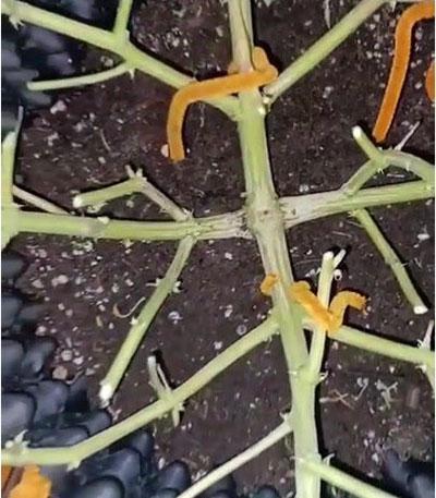 Семена сорта Super Lemon Haze Auto fem (Green House Seeds)