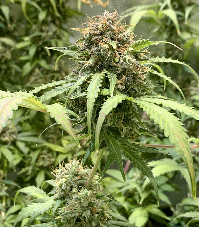 Семена сорта Gorilla fem (Семяныч)