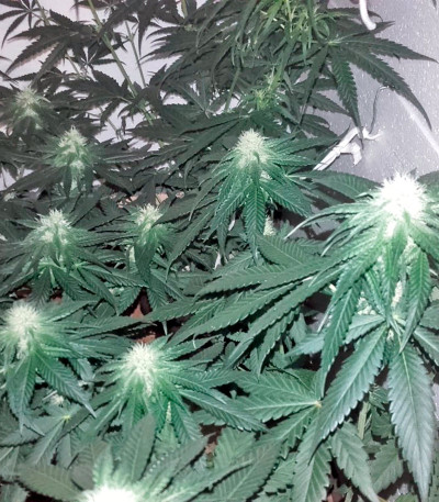 Семена сорта Lithium OG Kush fem (Nirvana Seeds)