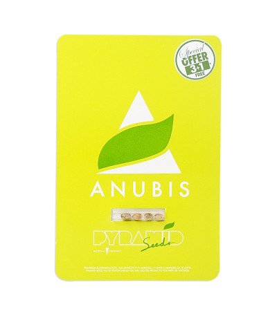 Семена сорта Anubis fem (Pyramid Seeds)