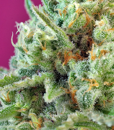 Семена конопли S.A.D. Sweet Afgani Delicious CBD