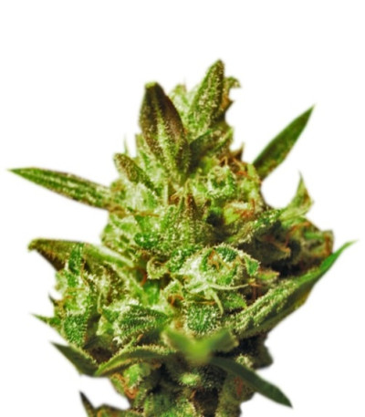 Семена сорта Super Critical Auto (Green House Seeds)