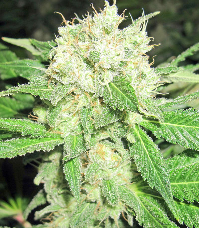Семена сорта Diesel Glue (BCN Diesel) fem