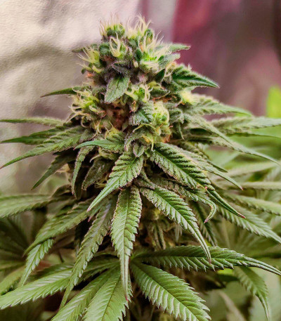 Семена сорта Bruce Banner #3 fem (Herbies Seeds)