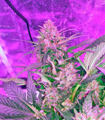 Семена сорта Bubblelicious Automatic fem (Nirvana Seeds)