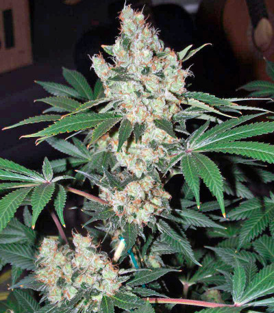 Семена сорта Diesel fem (Dinafem Seeds)