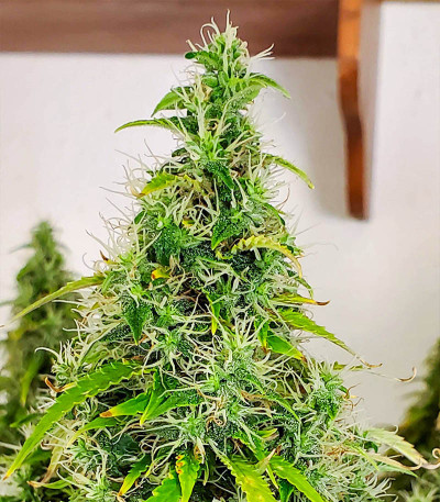 Семена сорта Glue Gelato Auto fem (Barney's Farm)