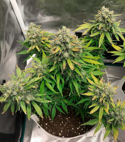 Семена сорта Lemon Zkittle fem (Dutch Passion)