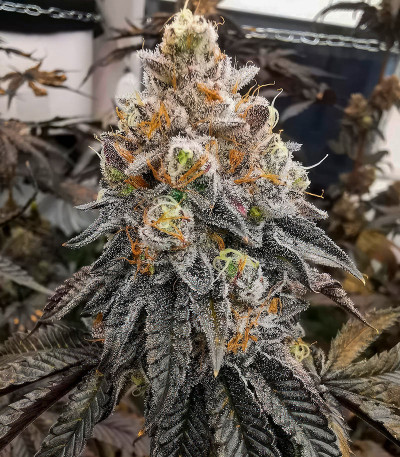 Семена сорта Polar Gelato fem (Silent Seeds)