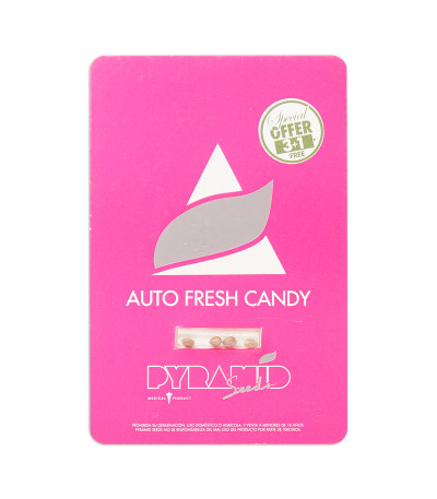 Семена сорта Auto Fresh Candy fem (Pyramid Seeds)