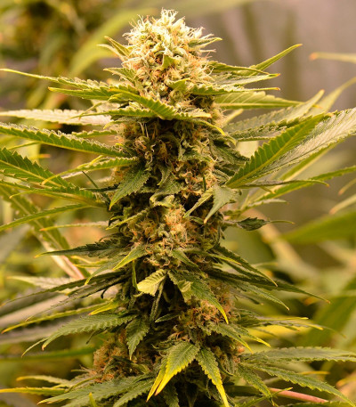 Семена сорта Black Dream fem (Eva Seeds)