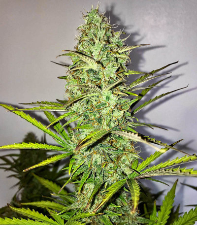 Семена сорта Fast Eddy Automatic CBD fem (Royal Queen Seeds)