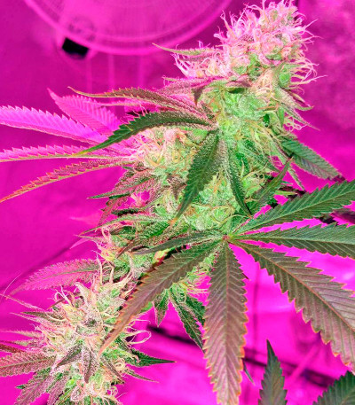 Семена сорта OG Kush (Dinafem Seeds)