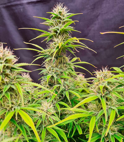 Семена конопли сорта Pink Rozay Auto