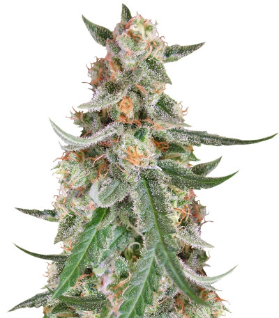 Семена сорта C99 fem (Female Seeds)