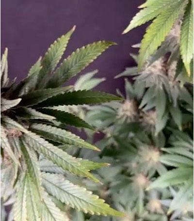 Семена сорта Northern Lights fem (Herbies Seeds)