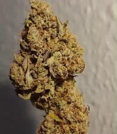 Семена сорта Strawberry Gorilla Auto fem (FastBuds)