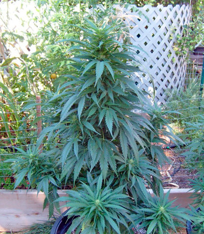 Семена сорта Brazil Amazonia fem (World of Seeds)