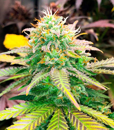 Семена сорта Gushers fem (7CH Seeds & Advanced Seeds)