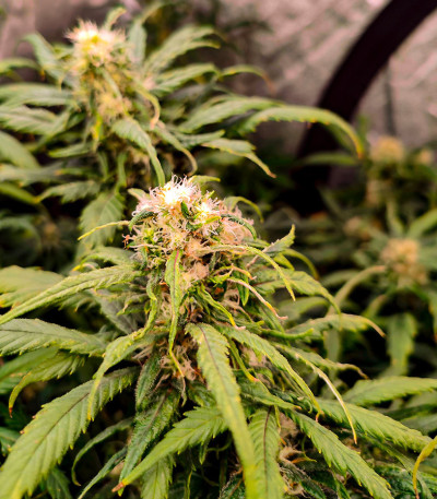 Семена сорта Satori x Mountain Gold regular (Mandala Seeds)